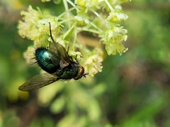 Chrysosomopsis aurata