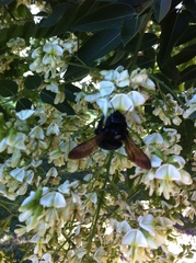Xylocopa sonorina
