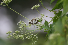 Nyctemera lacticinia