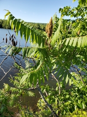 Rhus typhina