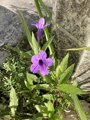 Ruellia simplex
