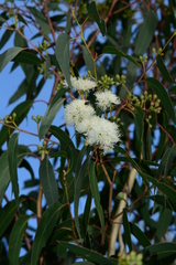 Eucalyptus macrorhyncha macrorhyncha
