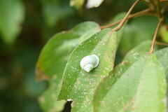 Leptopoma perlucidum