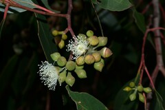 Eucalyptus macrorhyncha macrorhyncha