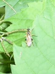 Xylomya terminalis