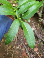 Hyperbaena laurifolia