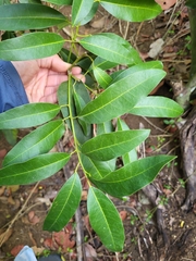 Hyperbaena laurifolia