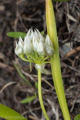 Allium brandegeei