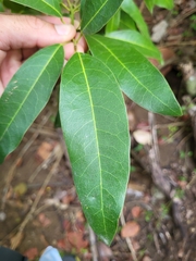 Hyperbaena laurifolia