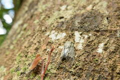 Platypleura kuroiwae