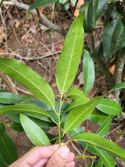 Hyperbaena laurifolia