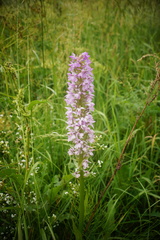 Dactylorhiza majalis baltica