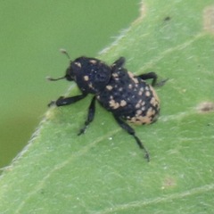 Tyloderma foveolatum