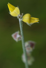 Crotalaria brevis