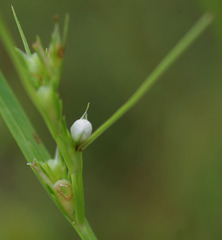 Scleria novae-hollandiae