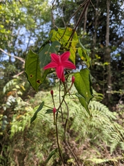 Ipomoea repanda