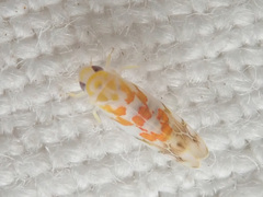 Typhlocyba quercus