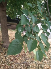 Tilia americana