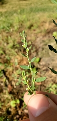 Polygonum erectum