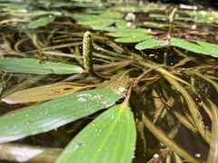 Potamogeton epihydrus