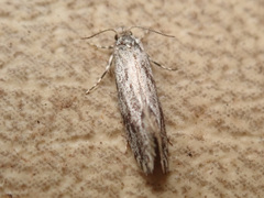Dryadaula caucasica
