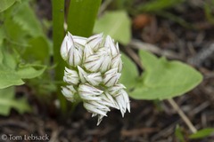 Allium brandegeei