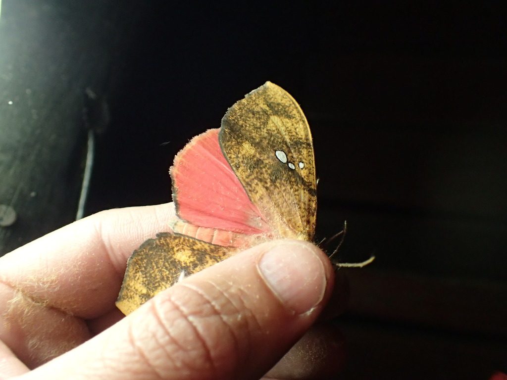 Scarlet Underwing