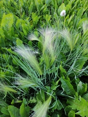 Hordeum jubatum