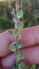 Onobrychis viciifolia