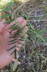 Onobrychis viciifolia