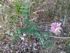 Onobrychis viciifolia