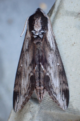 Sphinx poecila