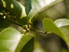 Salacia chinensis
