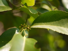 Salacia chinensis