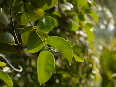 Salacia chinensis