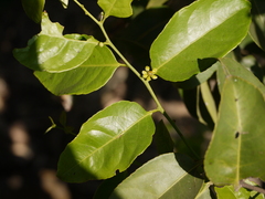Salacia chinensis
