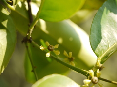 Salacia chinensis