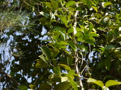 Salacia chinensis