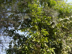 Salacia chinensis
