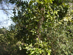 Salacia chinensis
