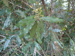 Euclea natalensis natalensis