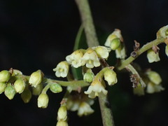 Euclea natalensis natalensis