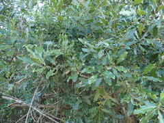 Euclea natalensis natalensis