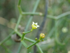 Osyridicarpos schimperianus