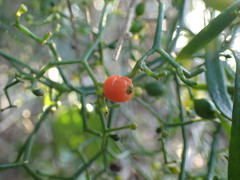 Osyridicarpos schimperianus