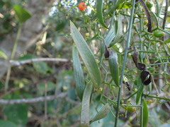 Osyridicarpos schimperianus