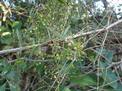 Osyridicarpos schimperianus