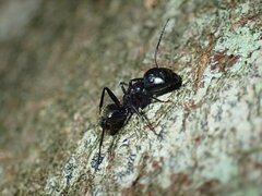 Camponotus arminius