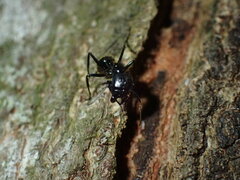 Camponotus arminius