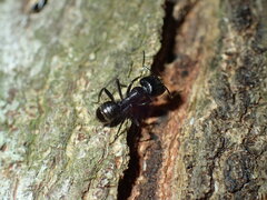 Camponotus arminius